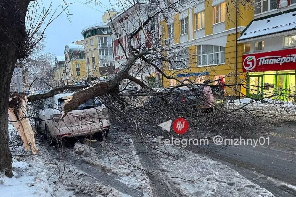 Фото Падение более 70 деревьев зафиксировано в Нижнем Новгороде после ледяного дождя - Новости Живем в Нижнем