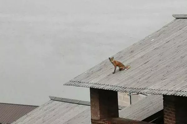 Семейство лис поселилось в нижегородском кремле