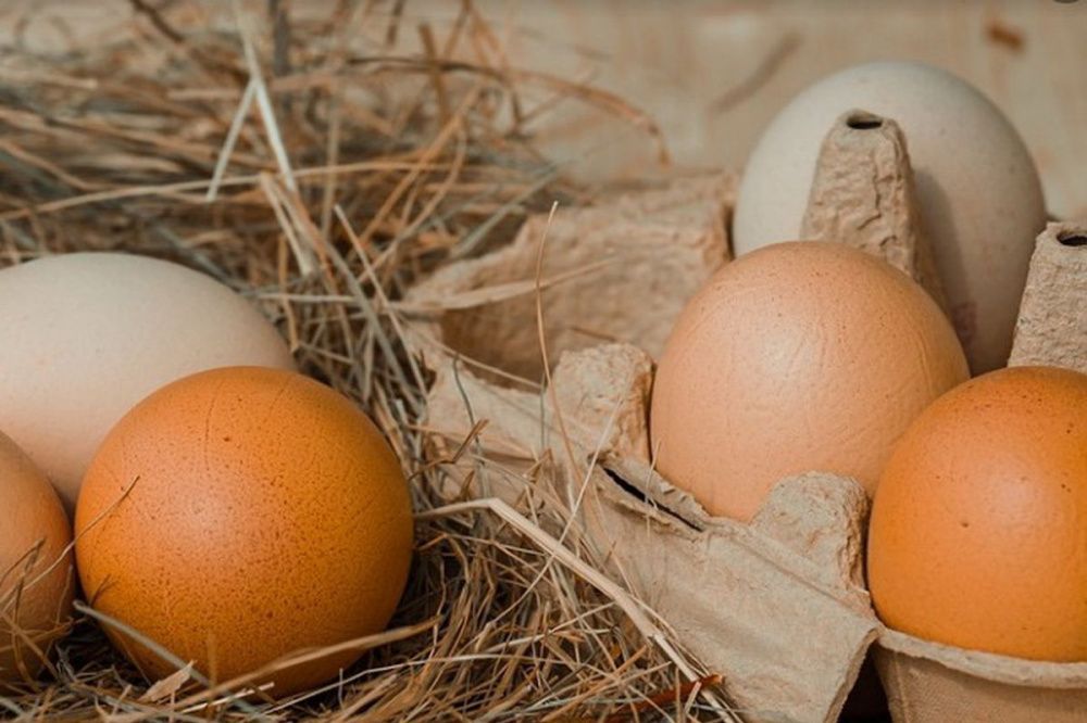 Фото Молоко и куриные яйца подешевели в Нижегородской области - Новости Живем в Нижнем