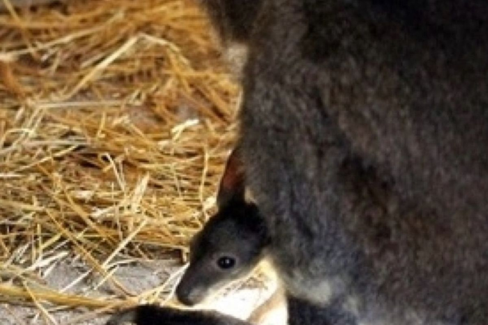 Три кенгуренка появились на свет в нижегородском зоопарке «Лимпопо»