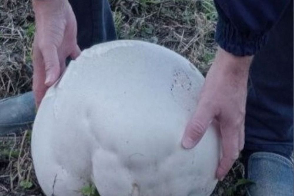 Житель Арзамаса нашел в лесу гриб-гигант