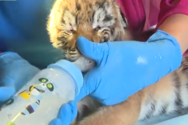 Три тигрёнка родились в нижегородском зоопарке «Мадагаскар»