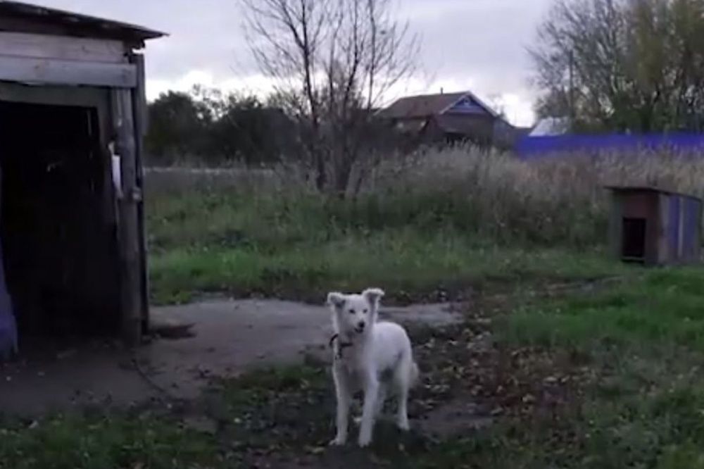 Мужчина повесил собаку своей соседки в Нижегородской области