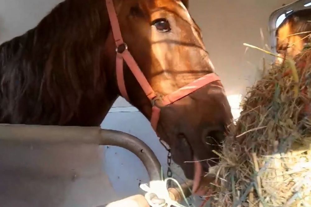 Фото Спасенного на Бору коня Малыша отправили на реабилитацию - Новости Живем в Нижнем