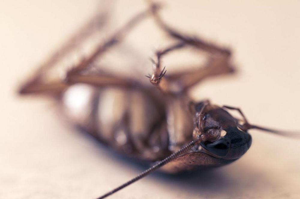 Нижегородские врачи оказали помощь двум пациентам с тараканами в ушах