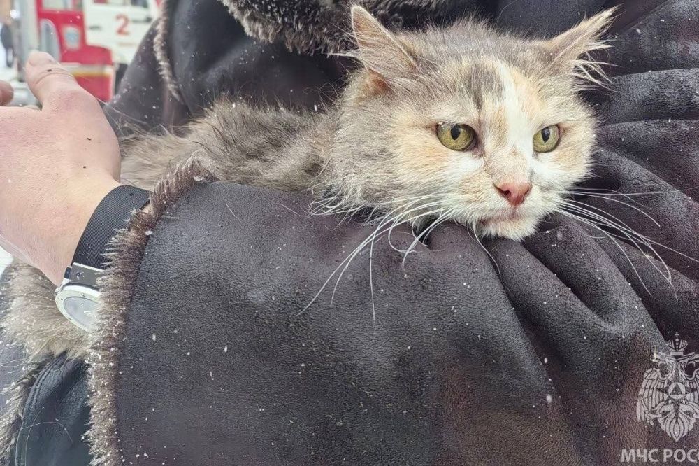 Кошку Фросю спасли при пожаре в центре Нижнего Новгорода