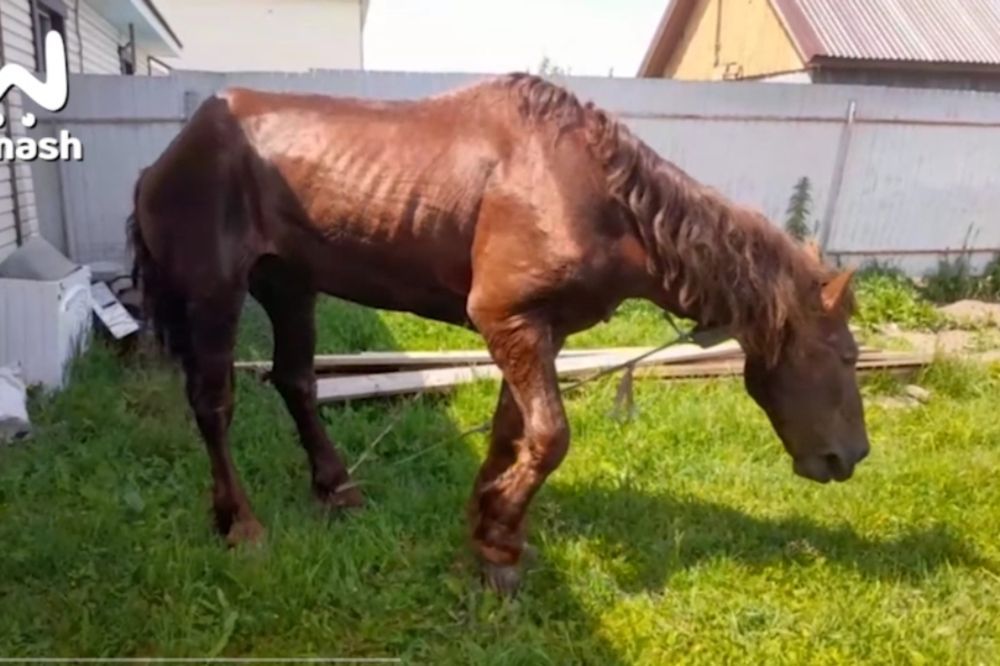 Потерянного на Бору коня Малыша обнаружили в частном цыганском подворье