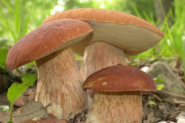 Четыре случая отравления грибами зарегистрировано в Нижегородской области
