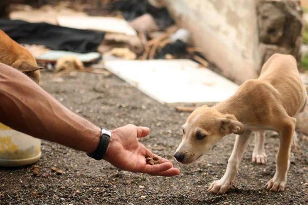 Нижегородцев призывают помочь бездомным животным