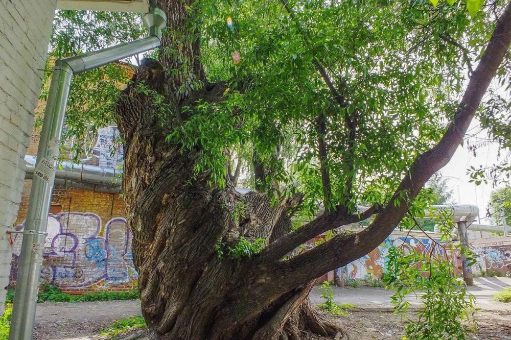 Фото 300-летнюю иву в Нижнем Новгороде внесли в Национальный реестр старовозрастных деревьев - Новости Живем в Нижнем
