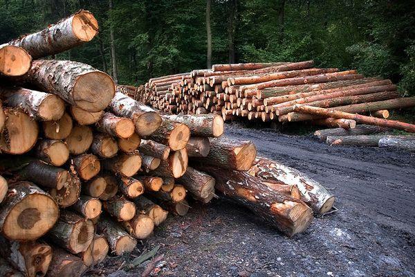 Незаконные заготовки леса выросли в 3,6 раза в Нижегородской области