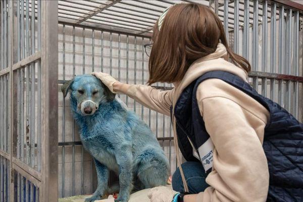 Фото На шерсти синих собак из Дзержинска обнаружили безопасный краситель - Новости Живем в Нижнем