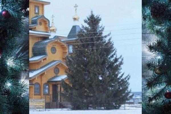 Фото Администрация города Первомайск Нижегородской области не признает версию о краже дерева - Новости Живем в Нижнем