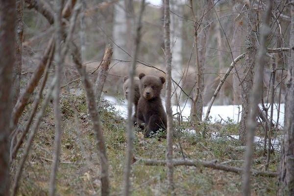 Медведи проснулись в Керженском заповеднике в Нижегородской области 14 апреля
