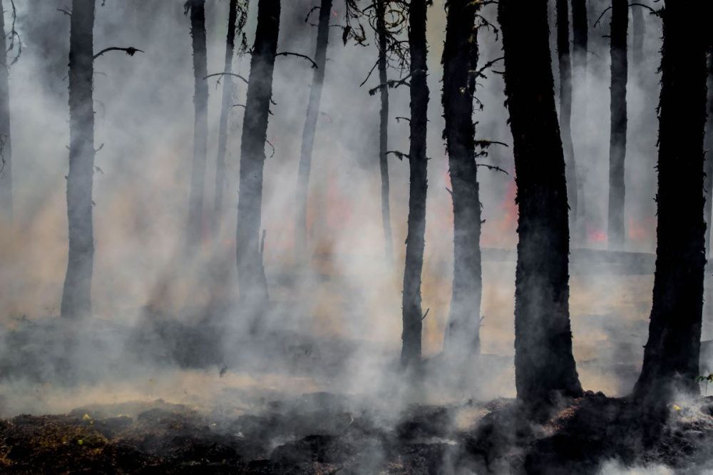Фото Нижегородцев предупредили о сохранении до 28 апреля высокой пожароопасности лесов - Новости Живем в Нижнем
