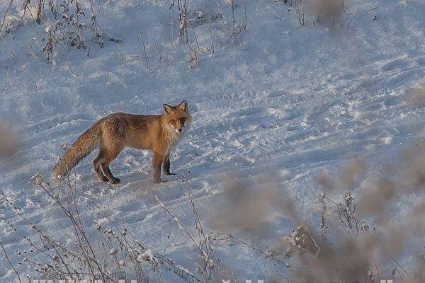 Карантин по бешенству ввели в Лысковском районе из-за больной лисы