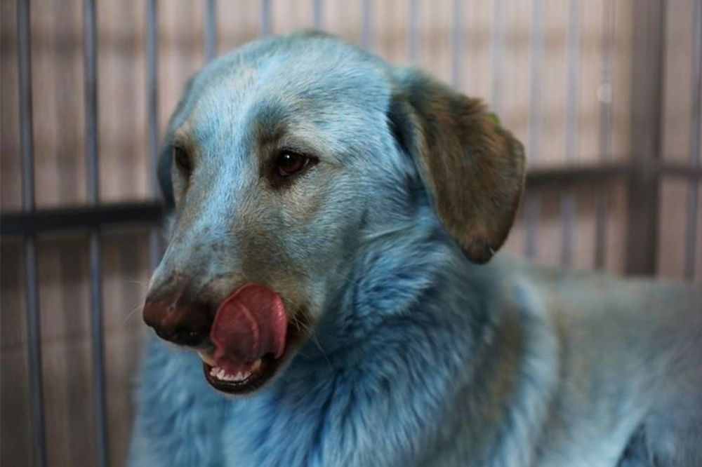 Фото Синяя собака из Дзержинска попала в подборку лучших фотографий животных по версии Reuters - Новости Живем в Нижнем