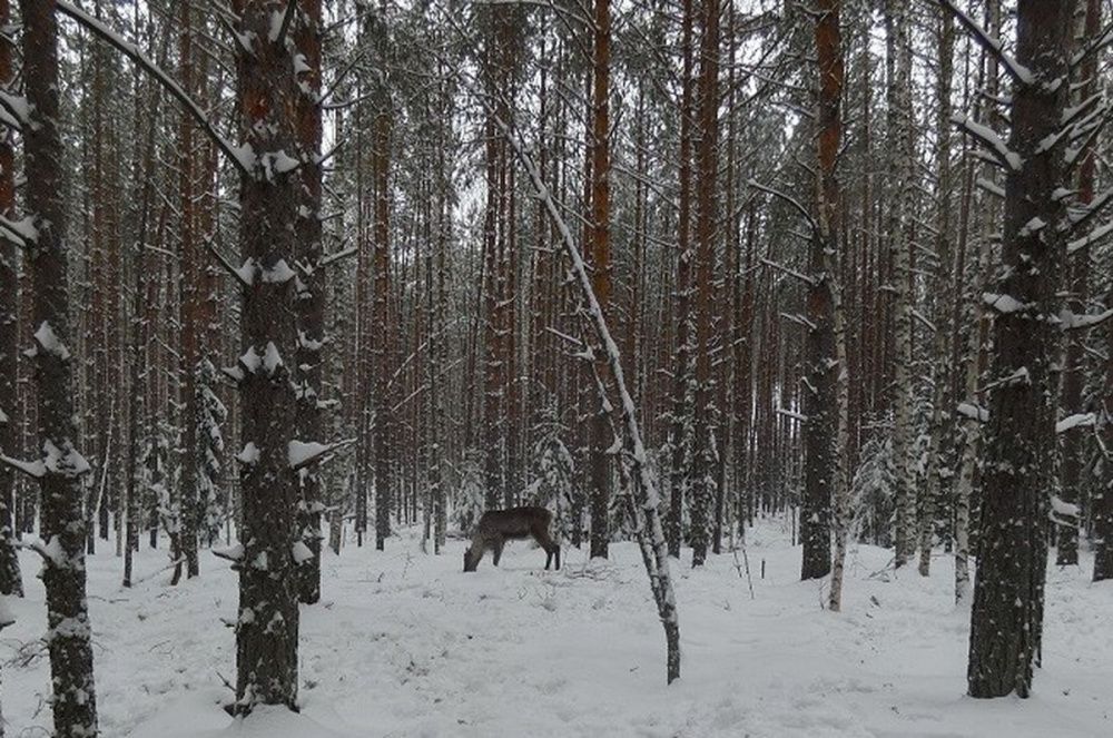 Северный олень-путешественник Захар вернулся в Керженский заповедник