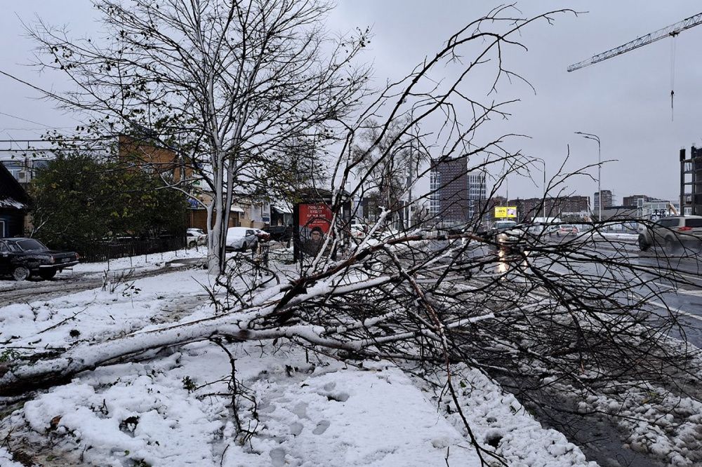 Фото Более 500 деревьев повалены ураганом в Нижнем Новгороде - Новости Живем в Нижнем