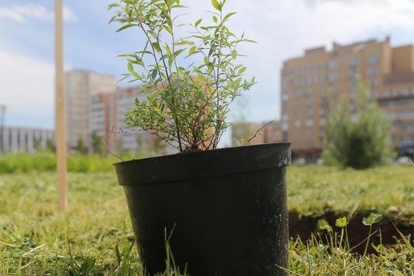 4 тысячи деревьев и 50 тысяч кустарников высадят в Нижнем Новгороде в 2021 году