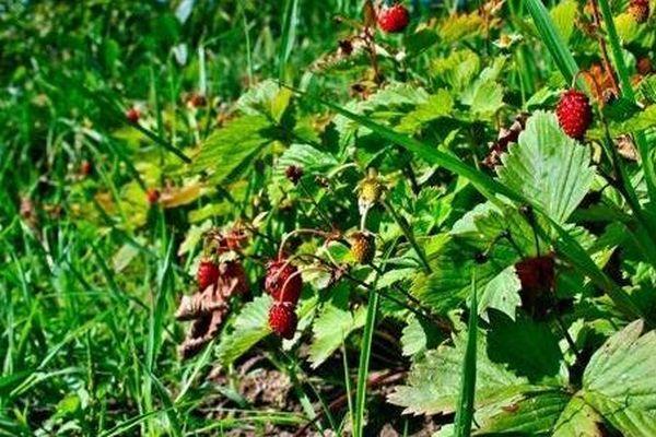 Зараженную землянику обнаружили на сельхозпредприятии в Нижегородской области
