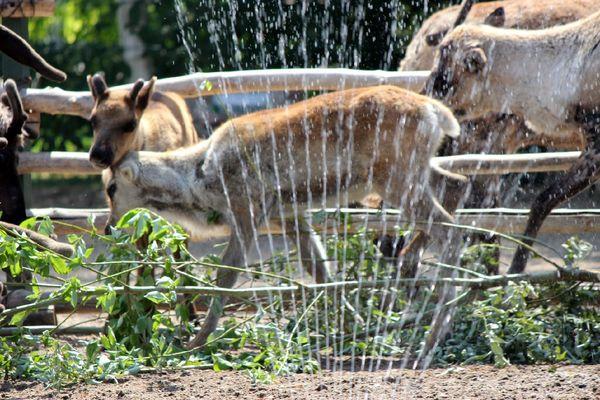 Животных нижегородского зоопарка «Лимпопо» спасают от жары