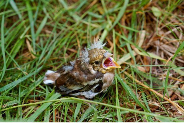 Нижегородцы стали чаще забирать птенцов-слетков из естественной среды обитания