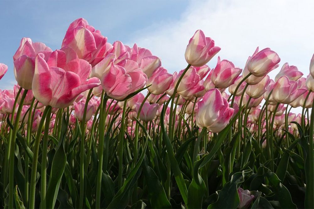 Лукового клеща обнаружили в цветах из Нидерландов в Нижегородской области