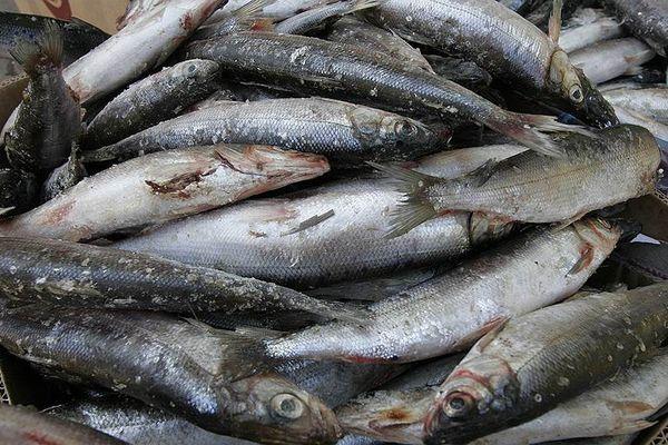 Россельхознадзор задержал 44 тонны рыбы в Нижнем Новгороде