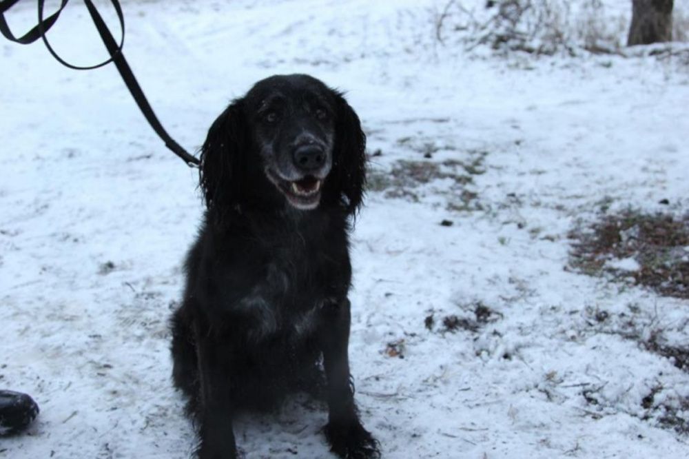 Полицейские ищут хозяев для бывших служебных собак в Нижнем Новгороде