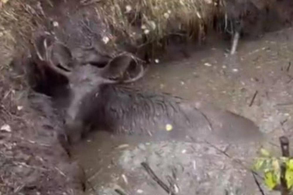 Фото Нижегородец пришел на помощь умирающему в лесном болоте лосю - Новости Живем в Нижнем