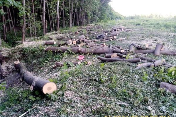 Природоохранная прокуратура заинтересовалась вырубкой деревьев вблизи Щелковского хутора