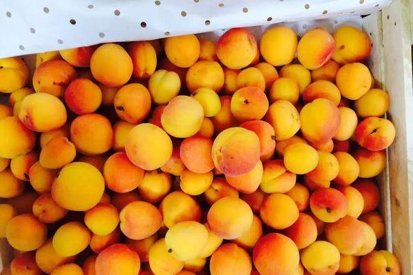 Восточную плодожорку обнаружили в таджикских абрикосах в Нижнем Новгороде