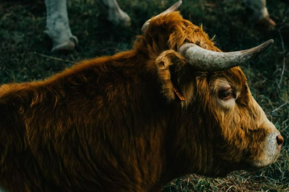 Молодого пастуха насмерть забодал бык в Гагинском районе