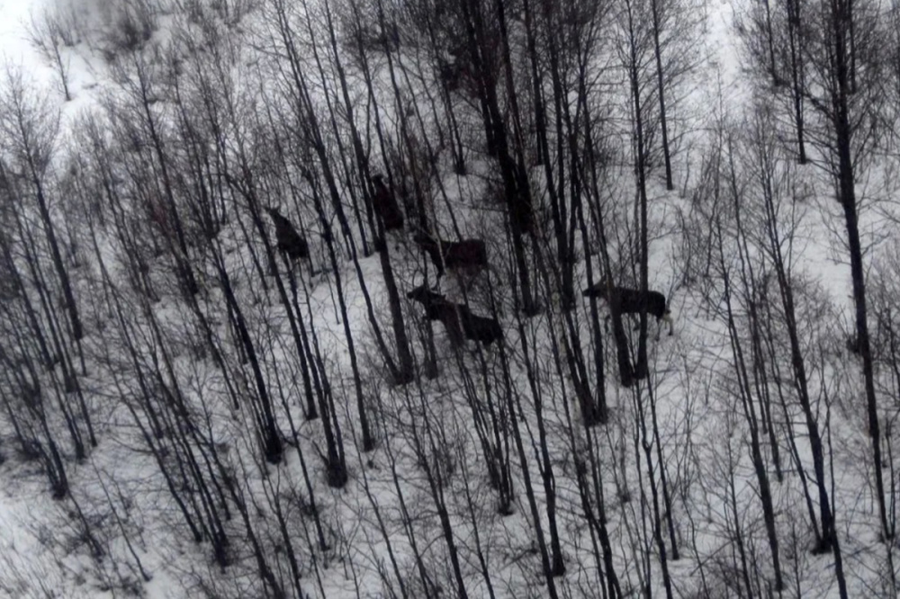 Фото Учет животных с помощью дронов впервые прошел в Нижегородской области - Новости Живем в Нижнем