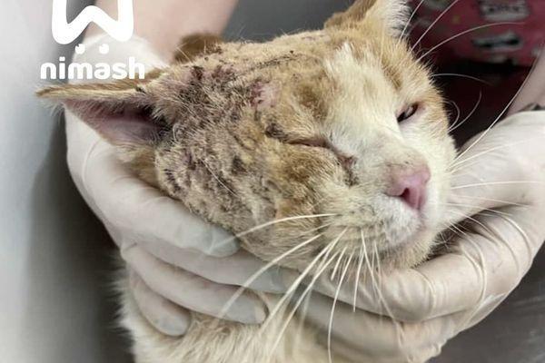 Живодеры замуровали кота в пластиковый ящик и выбросили на помойку в Нижегородской области