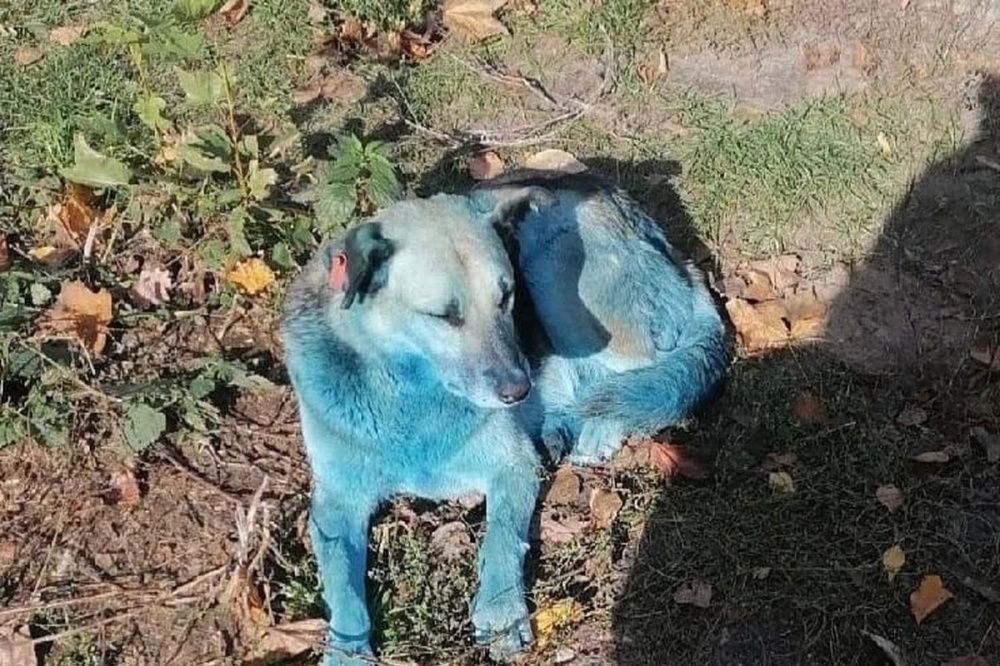 Синяя собака две недели гуляет по Дзержинску