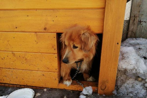 Бешенство подтвердилось у домашней собаки в Лысковском районе 