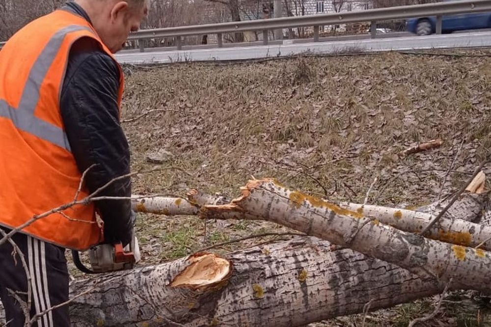 Сильный ветер обрушил в Нижнем Новгороде 15 деревьев и столбов