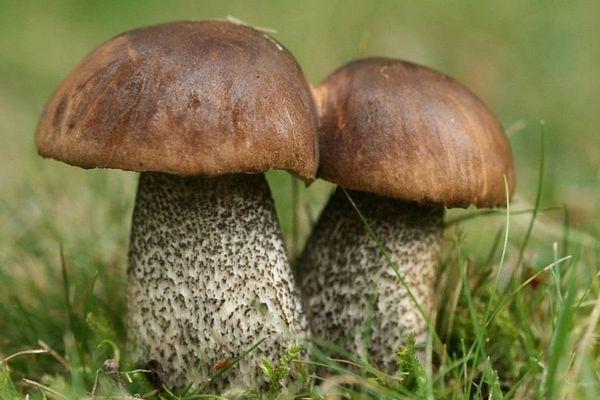 10 человек отравились грибами в Нижегородской области