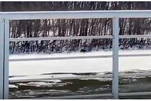 МЧС готовит операцию по спасению собаки с Гребневских песков в Нижнем Новгороде