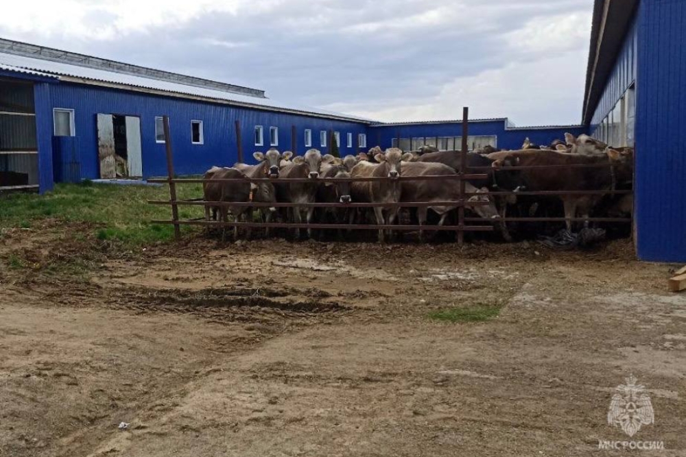 Нижегородские пожарные спасли 20 и эвакуировали 100 коров в Сельянове