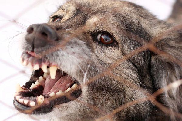 Доследственную проверку по факту нападения собаки на ребенка организовали в Борском районе