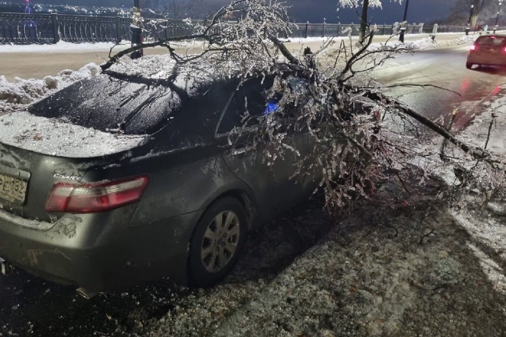 Фото Деревья продолжают падать в Нижнем Новгороде через неделю после ледяного дождя - Новости Живем в Нижнем