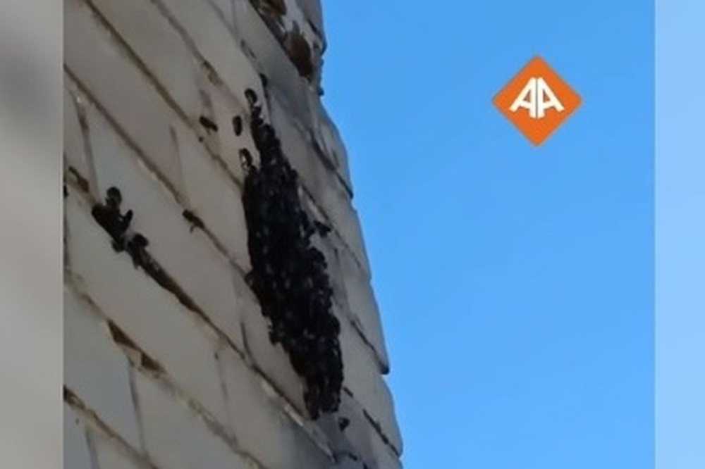 Фото Пчелы атаковали жителей квартиры на улице Бутлерова в Дзержинске - Новости Живем в Нижнем