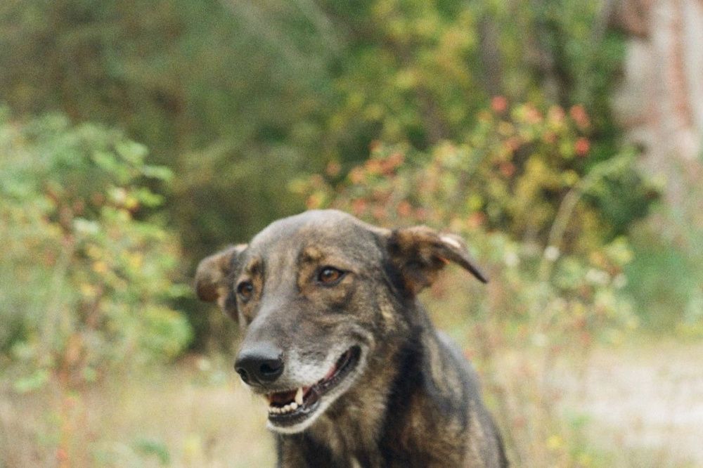 Собака с бешенством появилась в Большемурашкинском районе Нижегородской области 