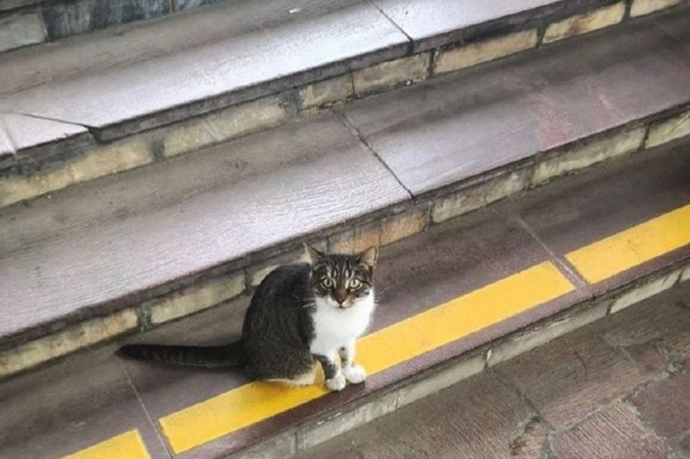 Фото Хозяина кота со станции метро «Ленинской» ищут в Нижнем Новгороде - Новости Живем в Нижнем