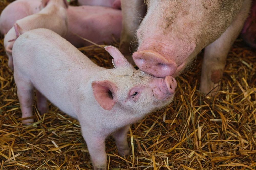 Вирус африканской чумы свиней обнаружили в Шарангском районе