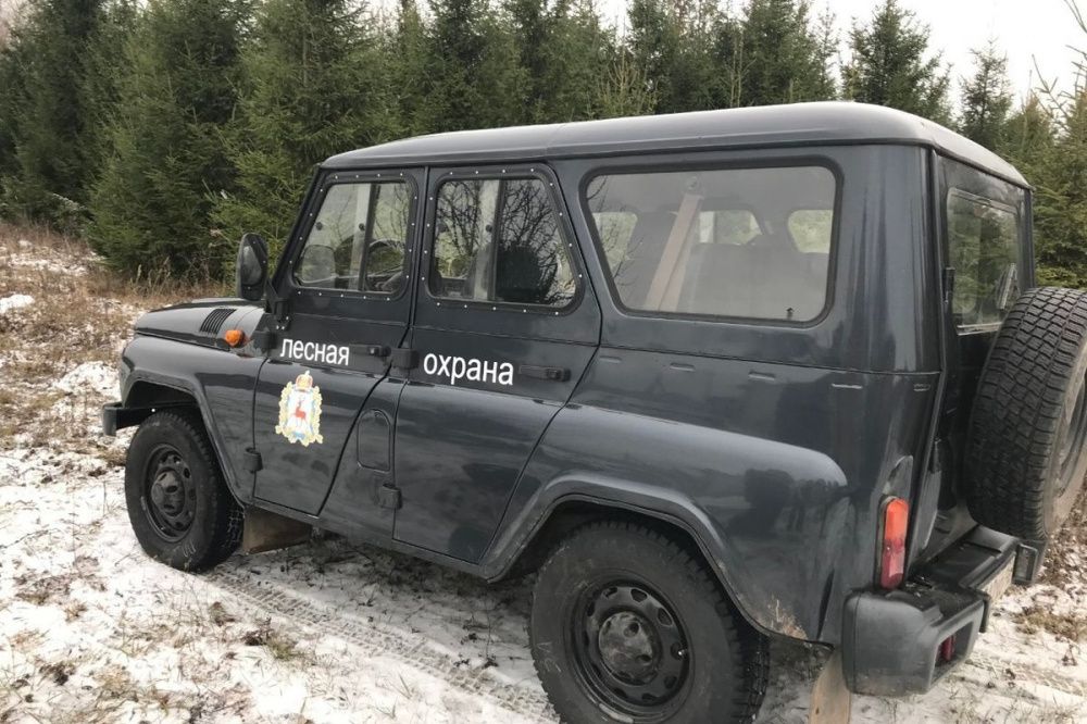 Нижегородские лесники взяли под усиленную охрану молодые елки до 31 декабря