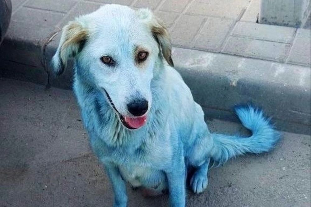 Почему собака синяя. Голубая собака. Синяя собака. Собака с оттенком синего. Щенки голубой призрак.